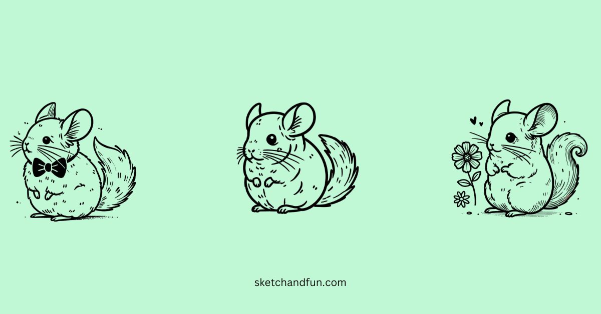 easy cute chinchilla drawing ideas