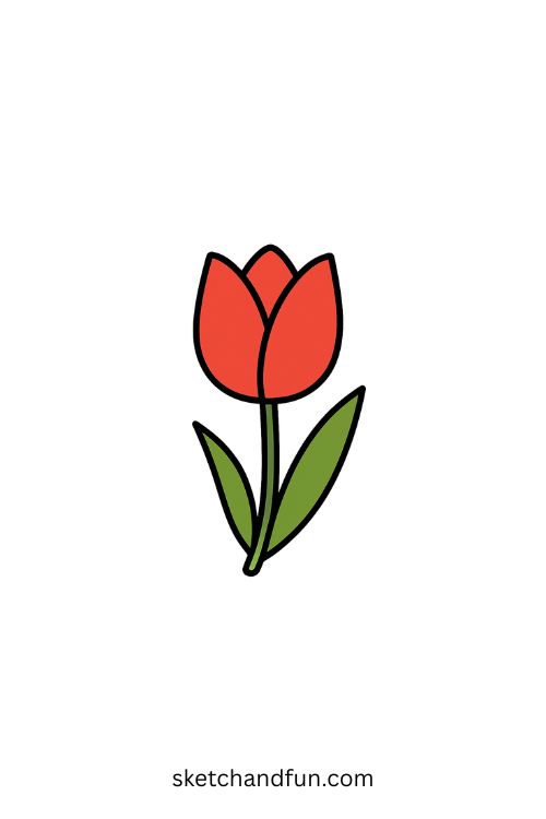 Basic Tulip Drawing