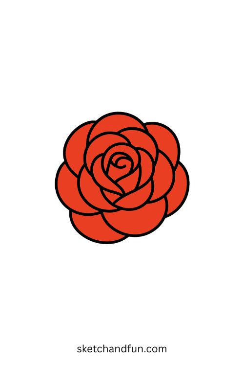 Cool Flower Drawing, Blooming Rose Close-up 