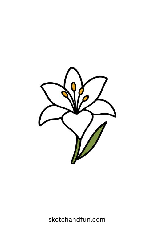 Easy Lily Drawing