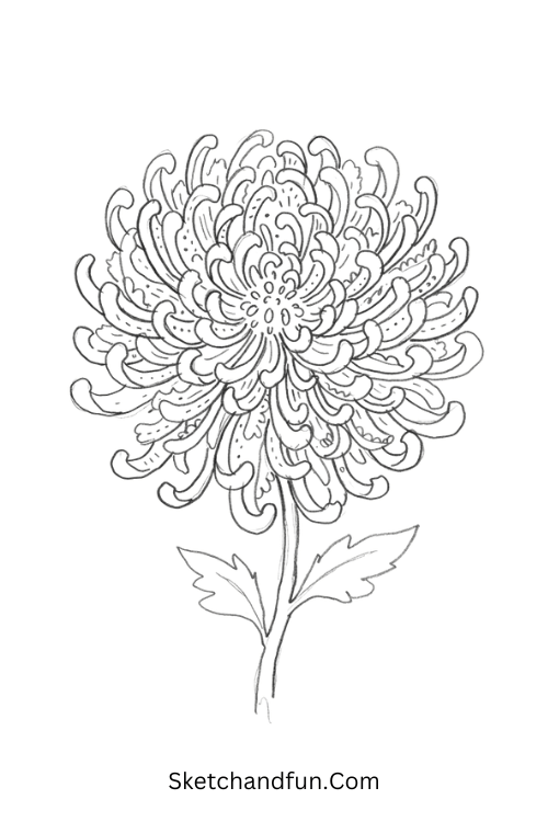 Chrysanthemum Zen Zentangle floral drawing